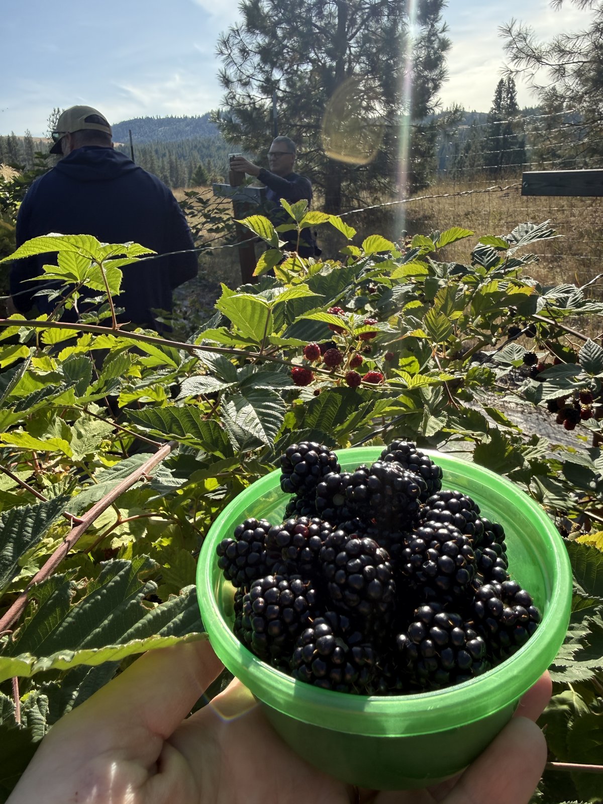 Blackberries for pie. Caroline photo