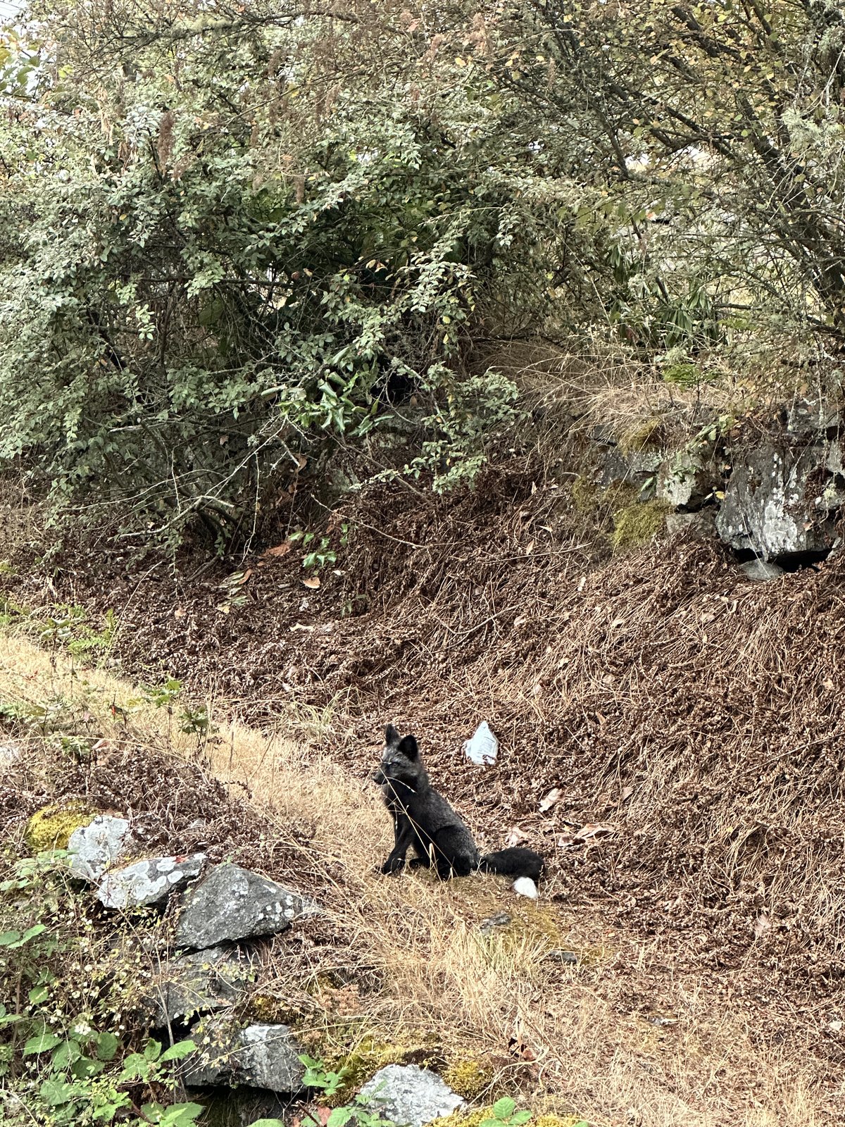 This fox was way too ok with us taking pictures.